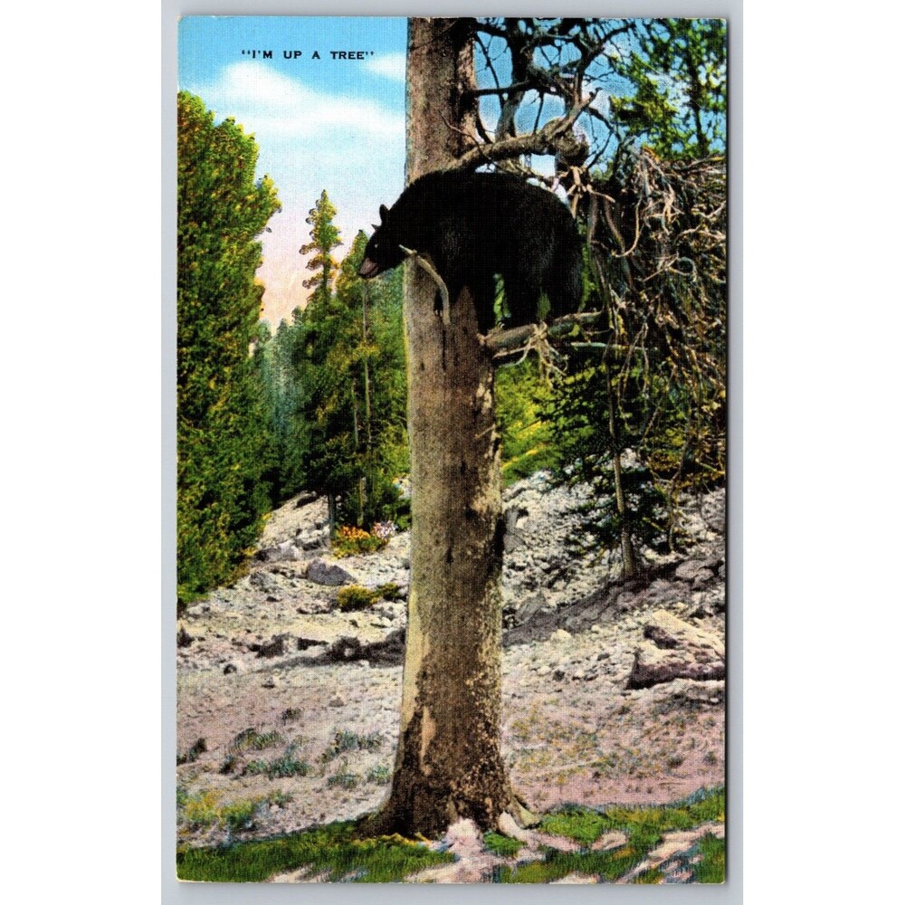 Vintage Linen Postcard Black Bear "I'm Up A Tree" E.C. Kropp Co Milwaukee Unused